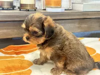 Archie , a male Yorkshire Terrier and Shorkie for sale in Tampa, FL – 10 of 10