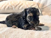 Mochi, a male Yorkshire Terrier for sale in Tampa, FL – 5 of 10