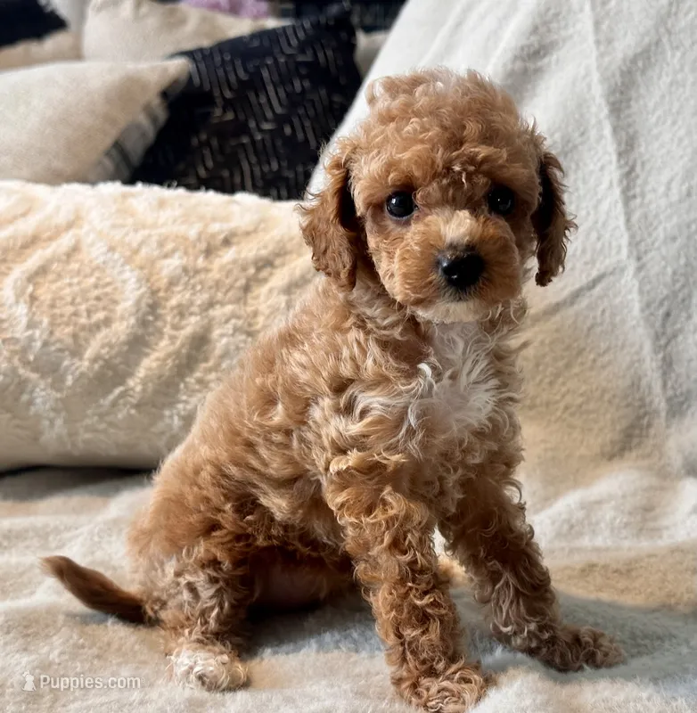 Fendi Tiny  – Maltipoo, Poodle - Toy  puppy on hold in Tampa, FL