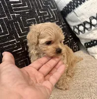 Mila , a female Maltipoo and Poodle - Toy  for sale in Tampa, FL – 6 of 10