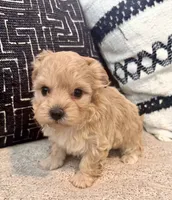 Bella , a female Maltipoo and Poodle - Toy  for sale in Tampa, FL – 2 of 10