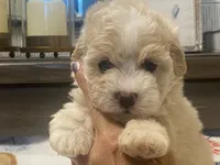 Scooter, a male Maltipoo and Poodle - Toy  for sale in Tampa, FL – 2 of 10