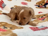 Jazzy , a male Maltipoo and Poodle - Toy  for sale in Tampa, FL – 7 of 9