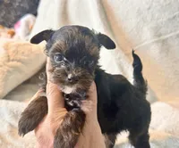 Meeko Tiny, a male Yorkshire Terrier for sale in Tampa, FL – 9 of 10