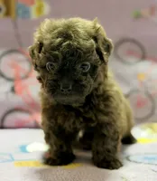 Coco , a female Maltipoo and Poodle - Toy  for sale in Tampa, FL – 7 of 9