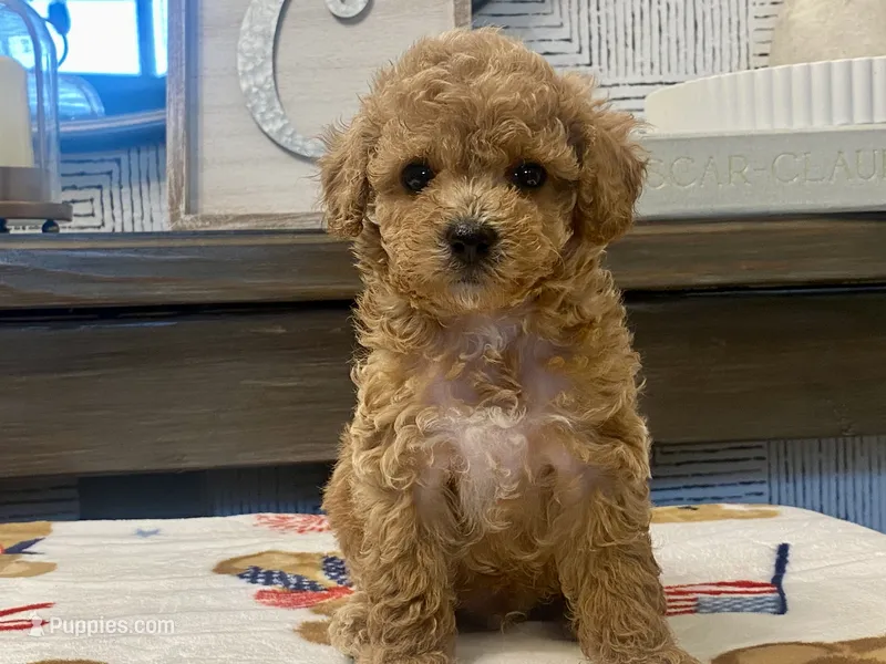 Pickles  – Maltipoo, Poodle - Toy  puppy for sale in Tampa, FL