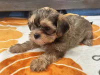 Coco , a female Yorkshire Terrier and Shorkie for sale in Tampa, FL – 5 of 9