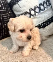 Lucy , a female Maltipoo and Poodle - Toy  for sale in Tampa, FL – 2 of 10