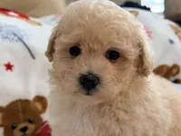 Mbappe, a male Maltipoo and Poodle - Toy  for sale in Tampa, FL – 6 of 10