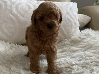 Nora, a female Maltipoo and Poodle - Toy  for sale in Tampa, FL – 3 of 6