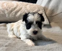 Toby Parti, a male Yorkshire Terrier for sale in Tampa, FL – 7 of 10