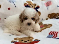 Romario, a male Maltipoo and Poodle - Toy  for sale in Tampa, FL – 2 of 9