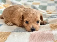 Lu Lu , a female Maltipoo and Poodle - Toy  for sale in Tampa, FL – 4 of 10