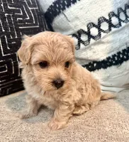 Zeus, a male Maltipoo and Poodle - Toy  for sale in Tampa, FL – 4 of 8