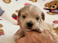 Bruno , a male Maltipoo and Poodle - Toy  for sale in Tampa, FL – 7 of 10