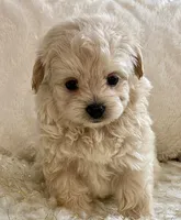 Bella , a female Maltipoo and Poodle - Toy  for sale in Tampa, FL – 5 of 10