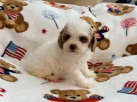 Nattie , a female Maltipoo and Poodle - Toy  for sale in Tampa, FL – 6 of 9