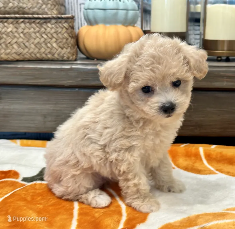 Nala  – Maltipoo, Poodle - Toy  puppy for sale in Tampa, FL