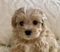 Bruno, a male Maltipoo and Poodle - Toy  for sale in Tampa, FL – 8 of 10