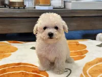 Lily, a female Maltipoo and Poodle - Toy  for sale in Tampa, FL – 8 of 10