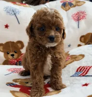Rosie , a female Maltipoo and Poodle - Toy  for sale in Tampa, FL – 2 of 10
