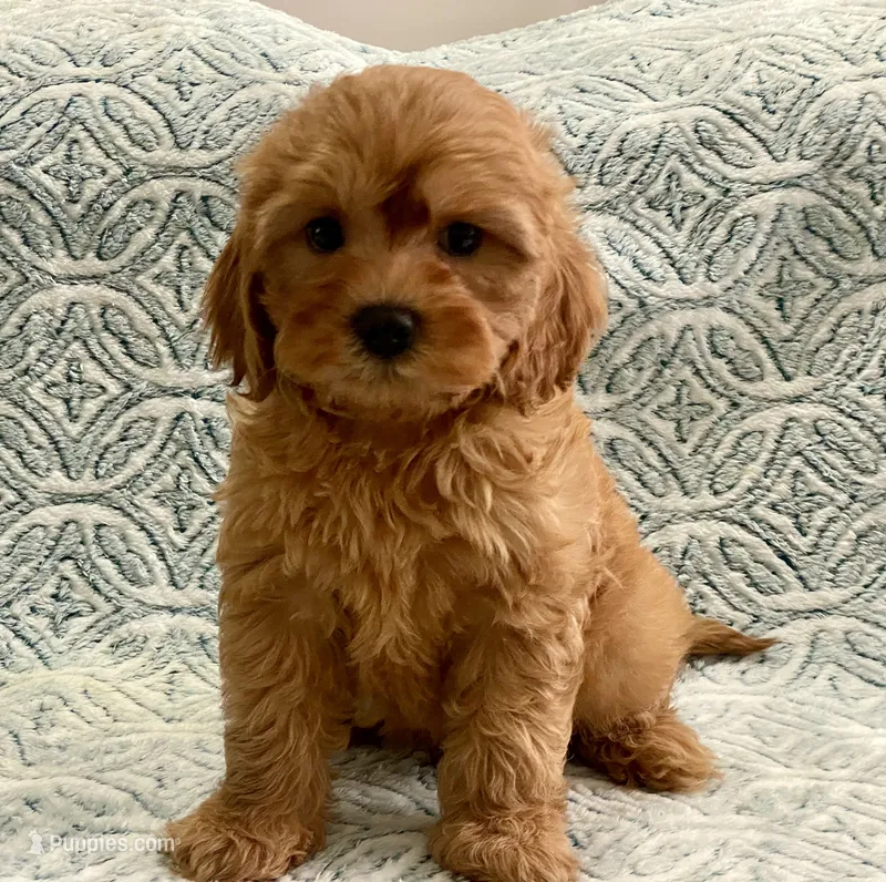 Tucker Toy F1b – Cavapoo, Poodle - Toy  puppy for sale in Tampa, FL
