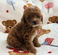 Rosie , a female Maltipoo and Poodle - Toy  for sale in Tampa, FL – 4 of 10