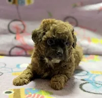 Mila, a female Maltipoo and Poodle - Toy  for sale in Tampa, FL – 9 of 10