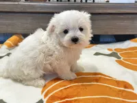 Buffy, a female Maltipoo and Maltese for sale in Tampa, FL – 8 of 10
