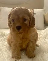 Tucker Toy F1b, a male Cavapoo and Poodle - Toy  for sale in Tampa, FL – 5 of 10