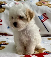 Shelby, a female Maltipoo and Poodle - Toy  for sale in Tampa, FL – 3 of 9