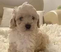 Marley, a male Cavapoo and Poodle - Toy  for sale in Tampa, FL – 4 of 10