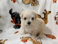 Ally , a female Yorkshire Terrier and Morkie for sale in Tampa, FL – 3 of 9