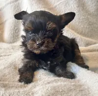 Lola  Tiny, a female Yorkshire Terrier for sale in Tampa, FL – 2 of 10