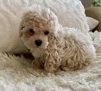 Sammy, a male Maltipoo and Poodle - Toy  for sale in Tampa, FL – 8 of 10