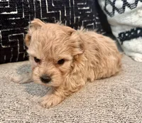Bella , a female Maltipoo and Poodle - Toy  for sale in Tampa, FL – 8 of 10