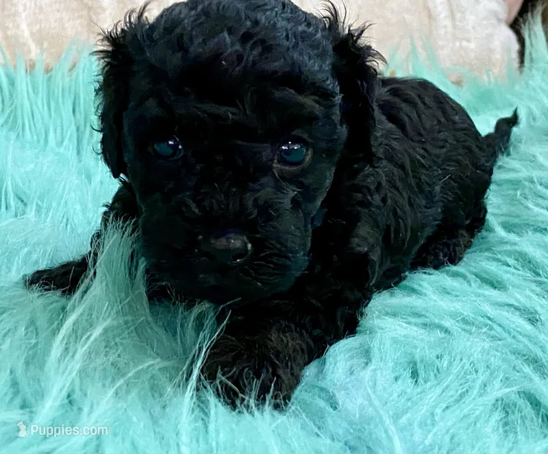 Coco  – Maltipoo, Poodle - Toy  puppy for sale in Tampa, FL