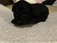 Coco , a female Maltipoo and Poodle - Toy  for sale in Tampa, FL – Photo 8 of 8