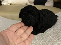 Coco , a female Maltipoo and Poodle - Toy  for sale in Tampa, FL – Photo 6 of 8