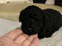 Coco , a female Maltipoo and Poodle - Toy  for sale in Tampa, FL – Photo 5 of 8