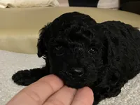 Coco , a female Maltipoo and Poodle - Toy  for sale in Tampa, FL – Photo 2 of 8