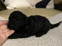 Coco , a female Maltipoo and Poodle - Toy  for sale in Tampa, FL – Photo 4 of 8