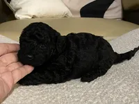 Coco , a female Maltipoo and Poodle - Toy  for sale in Tampa, FL – Photo 3 of 8
