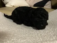 Coco , a female Maltipoo and Poodle - Toy  for sale in Tampa, FL – Photo 7 of 8