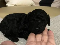 Coco , a female Maltipoo and Poodle - Toy  for sale in Tampa, FL – Photo 1 of 8