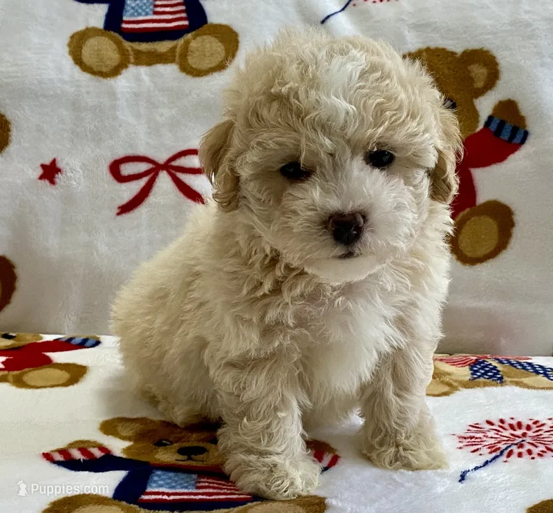 Scooter – Maltipoo, Poodle - Toy  puppy for sale in Tampa, FL