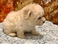 Gizmo, a male Maltipoo and Poodle - Toy  for sale in Tampa, FL – 8 of 10
