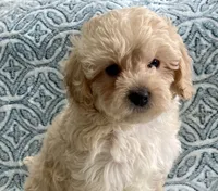 Marley Toy F1b , a male Cavapoo and Poodle - Toy  for sale in Tampa, FL – 8 of 10