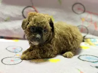 Mila, a female Maltipoo and Poodle - Toy  for sale in Tampa, FL – 5 of 10