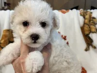 Simba , a male Maltipoo and Poodle - Toy  for sale in Tampa, FL – 2 of 10
